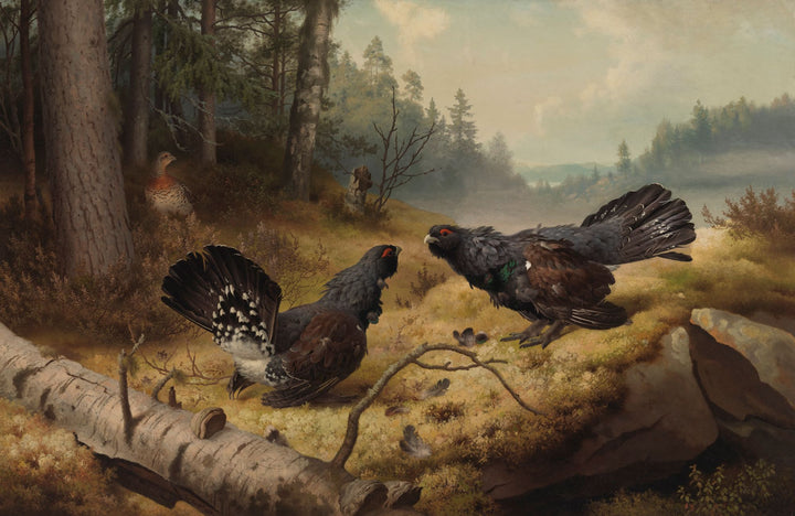Walka cietrzewia - Ferdinand von Wright