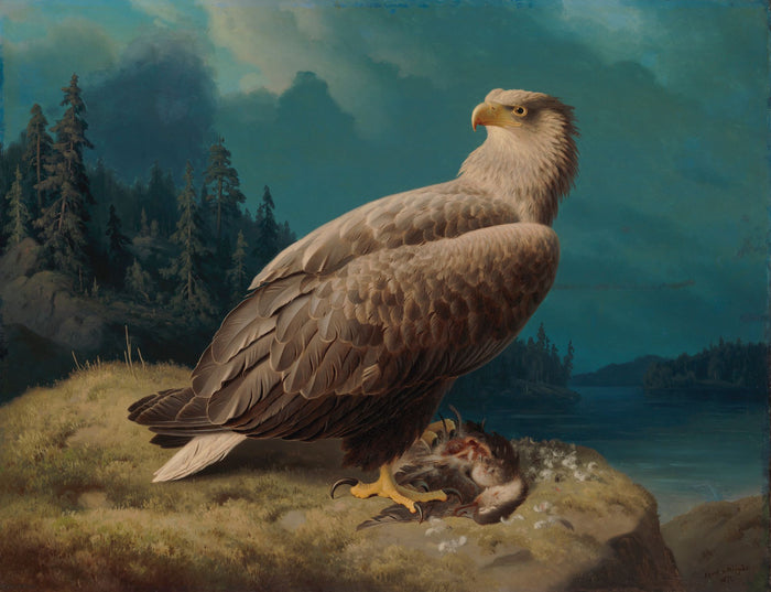 Bielik stary - Ferdinand von Wright