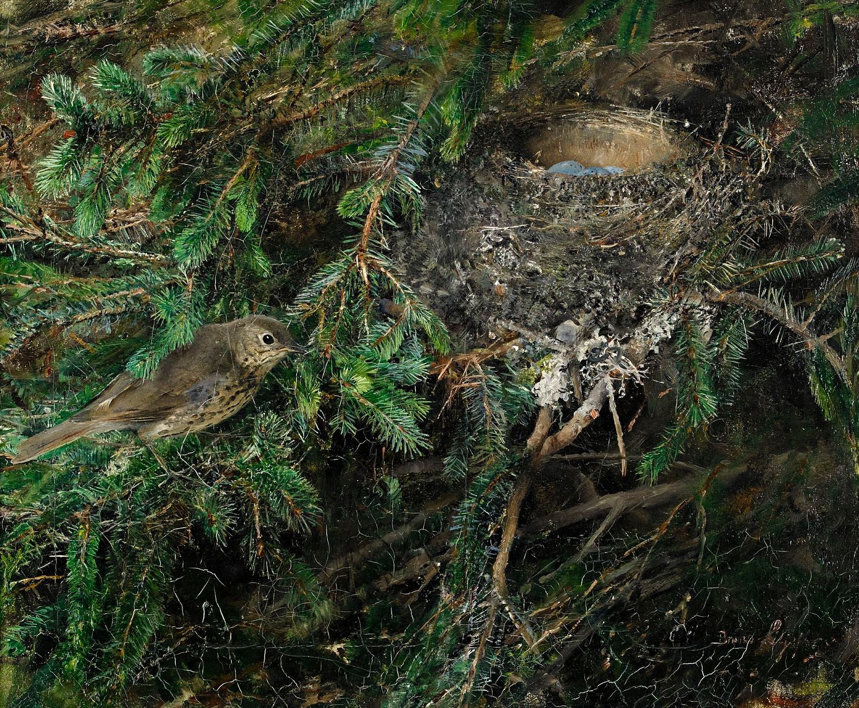 Grive musicienne au nid - Bruno Liljefors