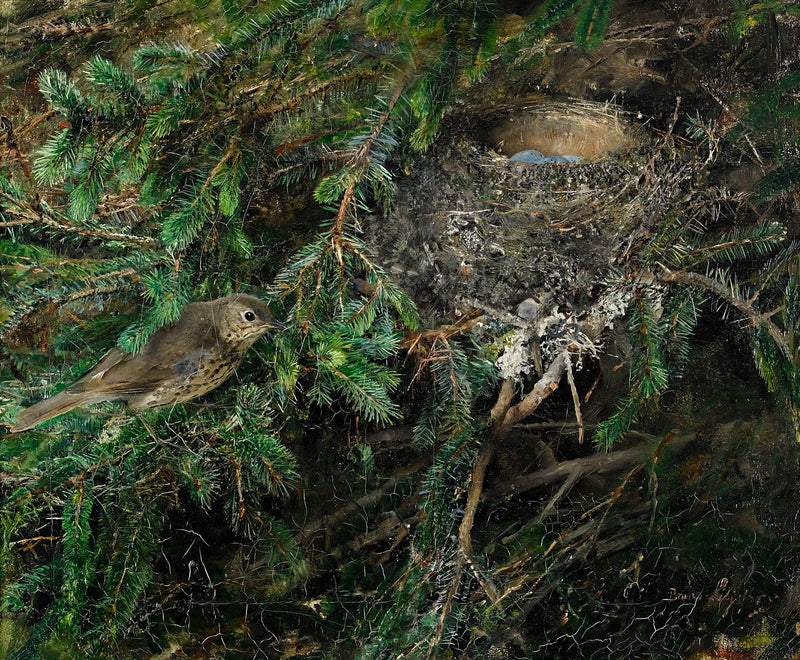 Grive musicienne au nid - Bruno Liljefors