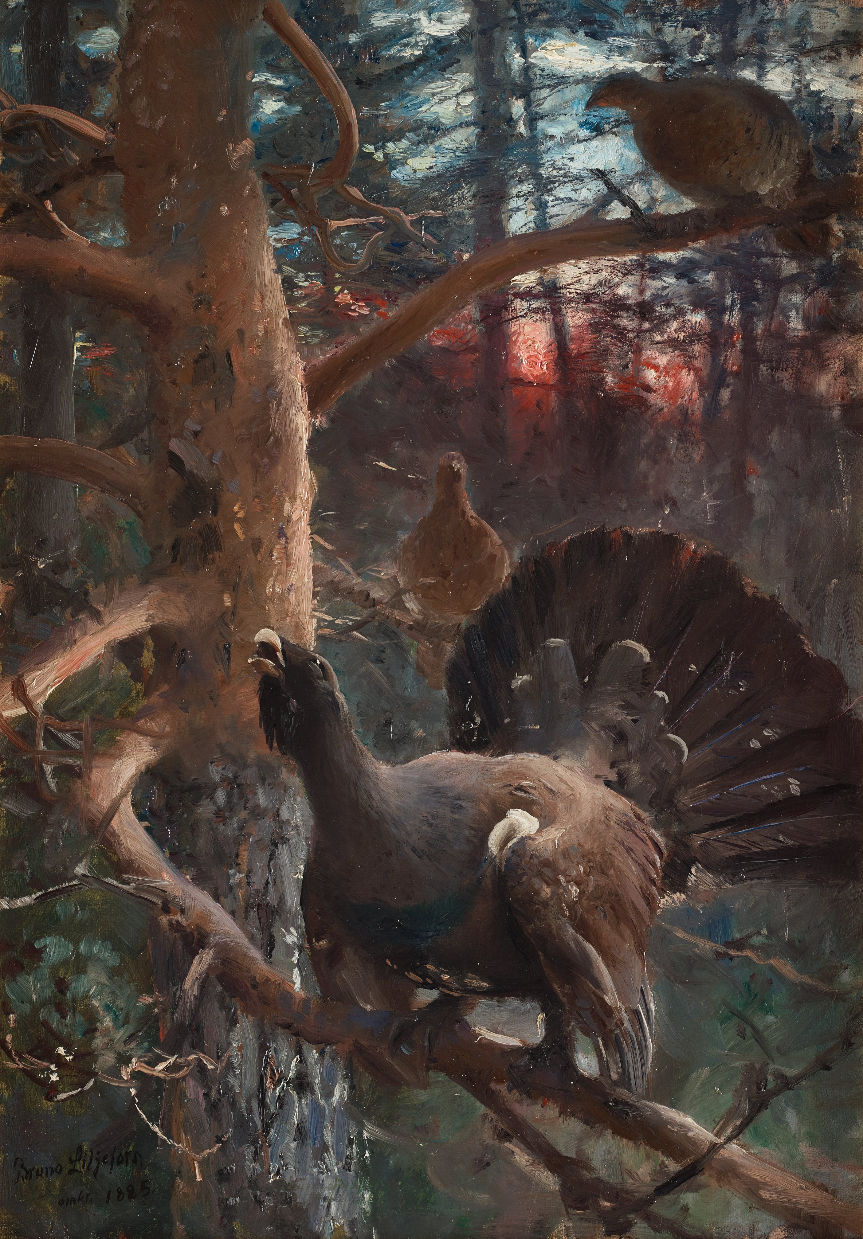 Grands tétras en parade nuptiale - Bruno Liljefors