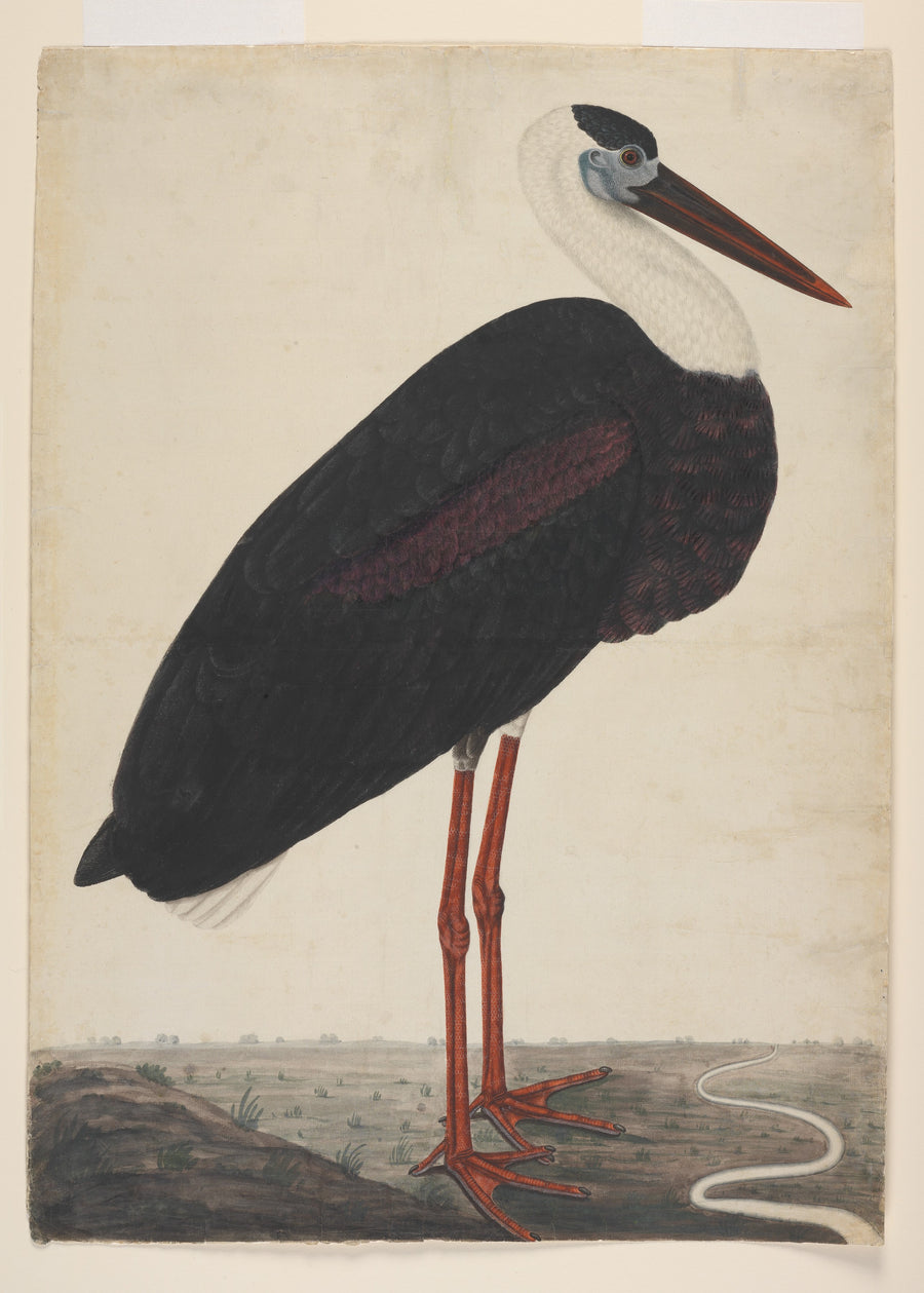 Black Stork in a Landscape - Artiste indien non identifié
