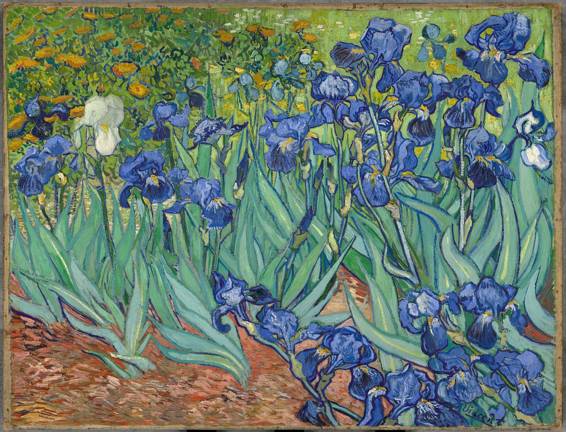 Irys - Vincent van Gogh