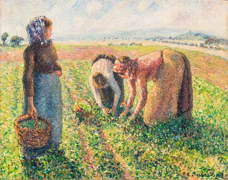 Zbieranie groszku, Éragny - Camille Pissarro