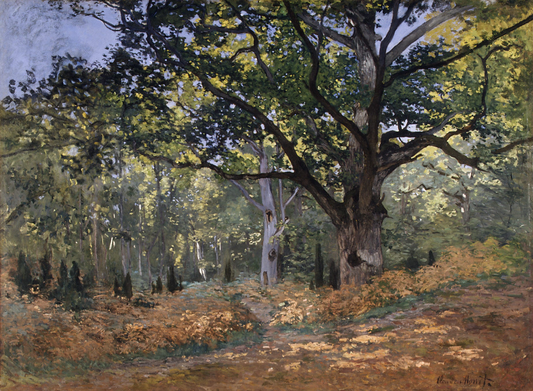 Dąb Bodmera, droga do Chailly - Claude Monet