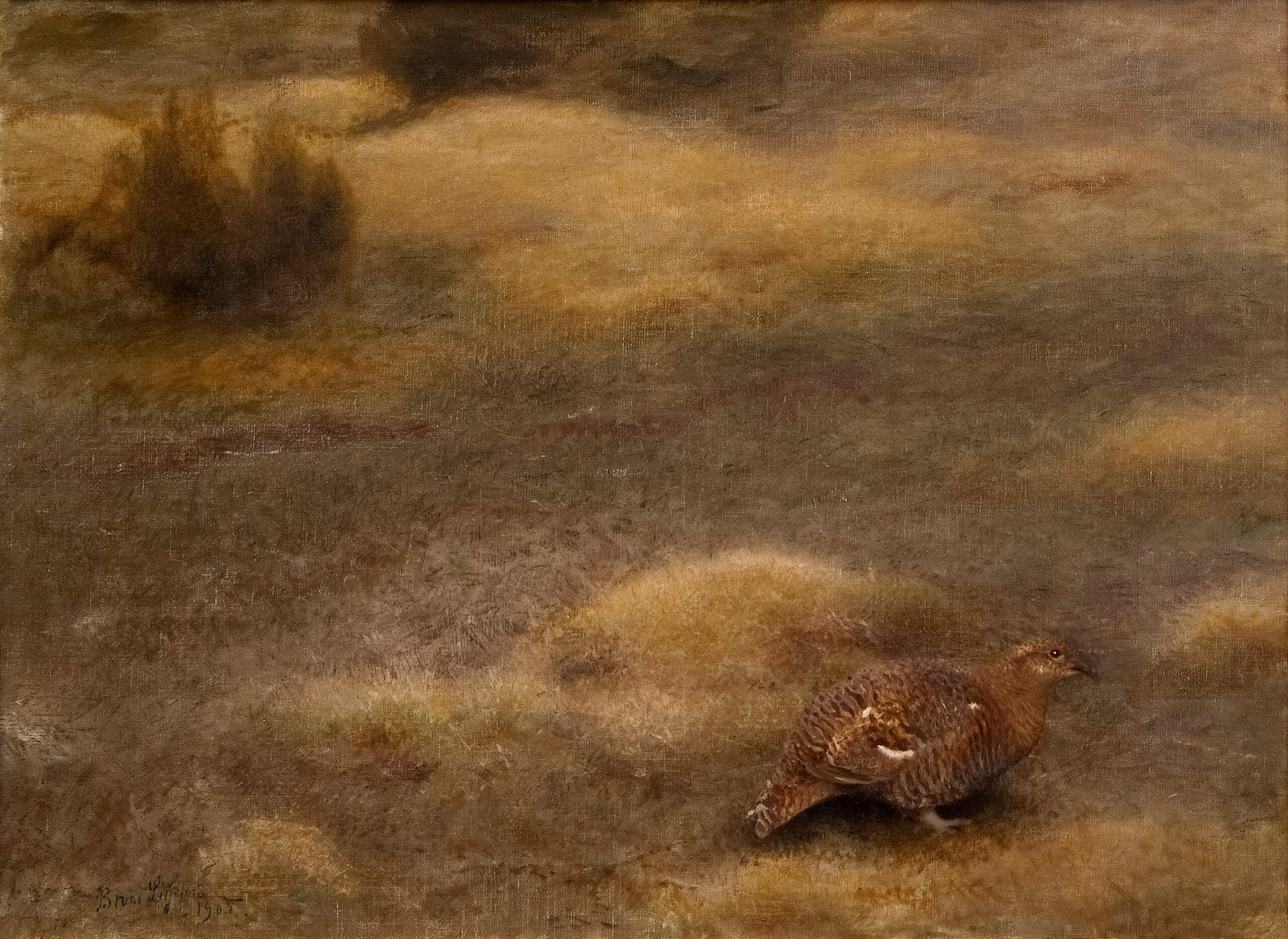 Tétras femelle - Bruno Liljefors