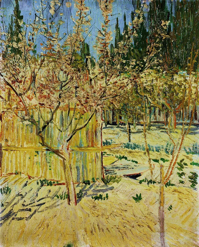 Abricotiers en fleurs, F399 — jeunes arbres fleuris derrière une clôture peints par Vincent van Gogh