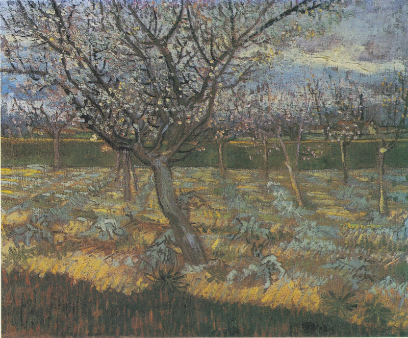 Kwitnące morele - Vincent van Gogh