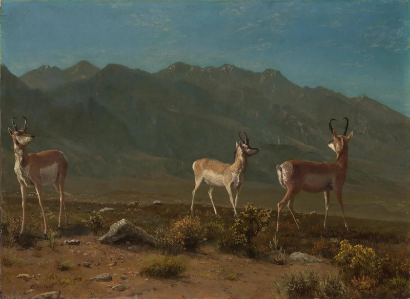 Antylopa (Antylopa z Arizony) - Albert Bierstadt