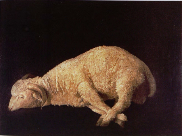 Baran z przywiązanymi nogami - Francisco de Zurbarán