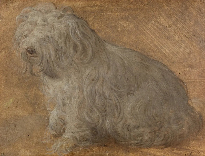 Maltańczyk bichon - Titian