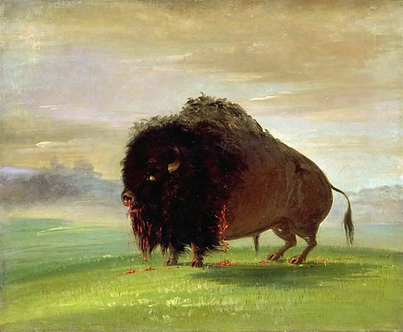 Zraniony bizon, rozlewający swoją krew na preriach - George Catlin