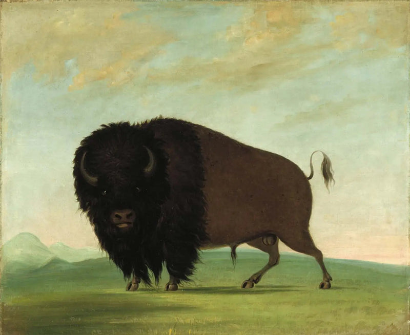 Byk samiec wypasający się na łące - George Catlin