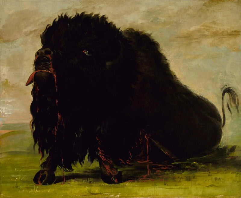 Umierający bawoł, trafiony strzałą - George Catlin