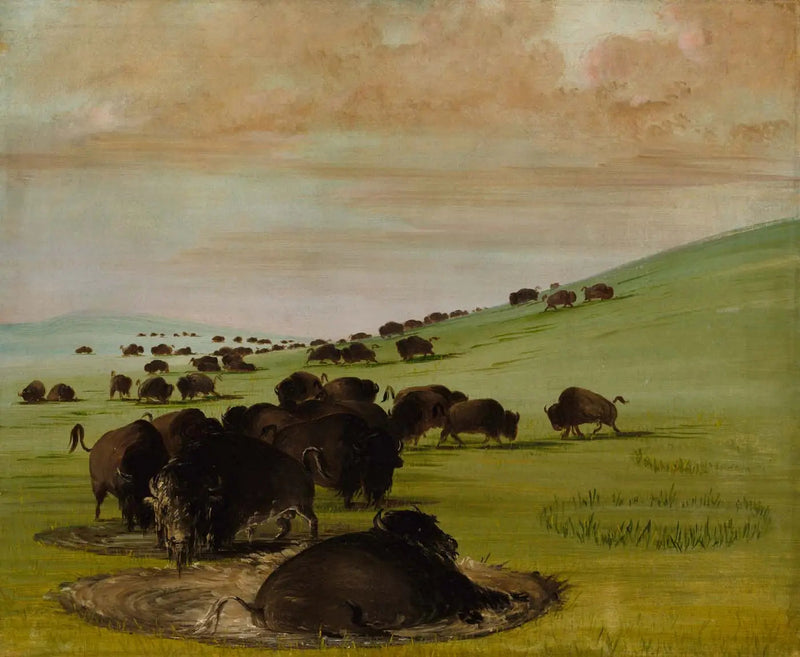 Samce bawołów w błocie - George Catlin