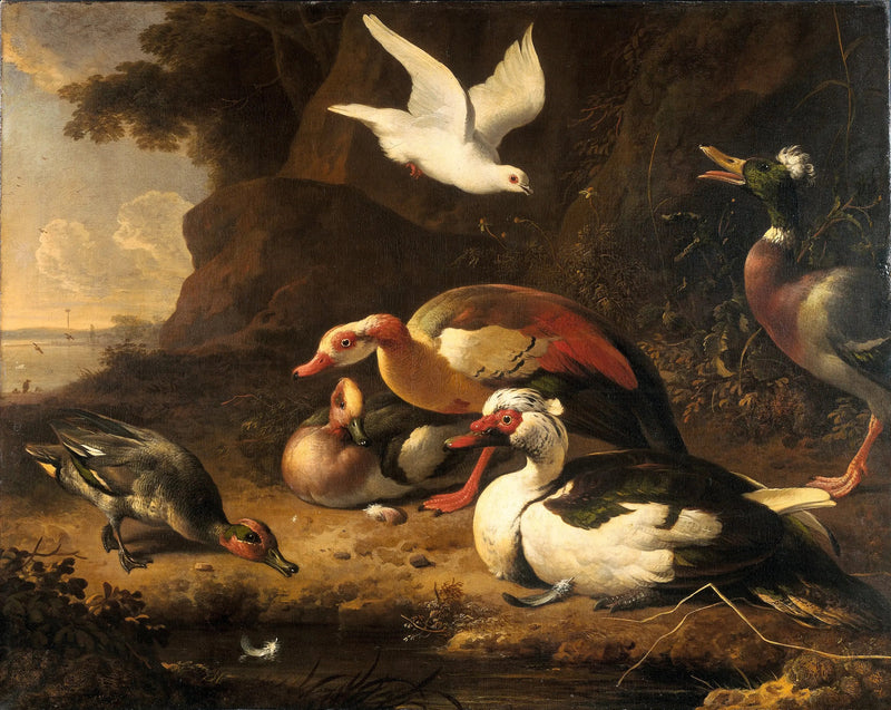 Kaczki - Melchior de Hondecoeter