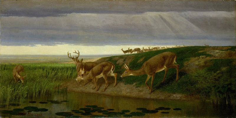 Jeleń na łące - William Holbrook