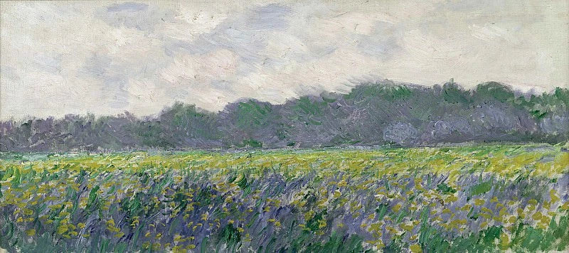Pole żółtych irysów w Giverny - Claude Monet