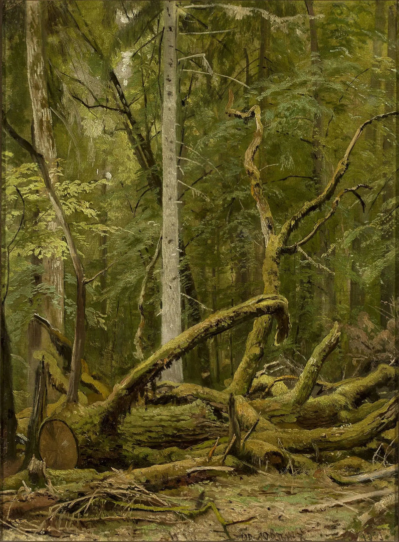 Szczapowane dębowe - Ivan Chichkine