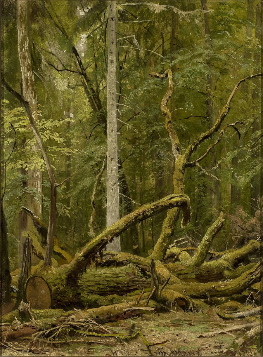 Szczapowane dębowe - Ivan Chichkine
