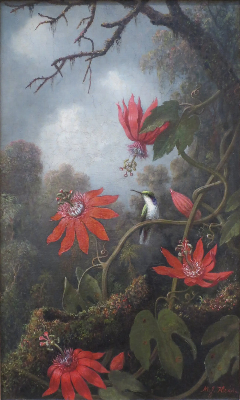 Koliber i passifloras - Martin Johnson Heade
