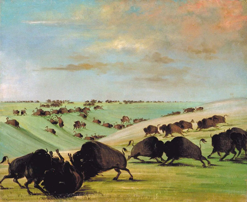 Walki byków bawołów podczas sezonu wyścigowego, Haut-Missouri - George Catlin