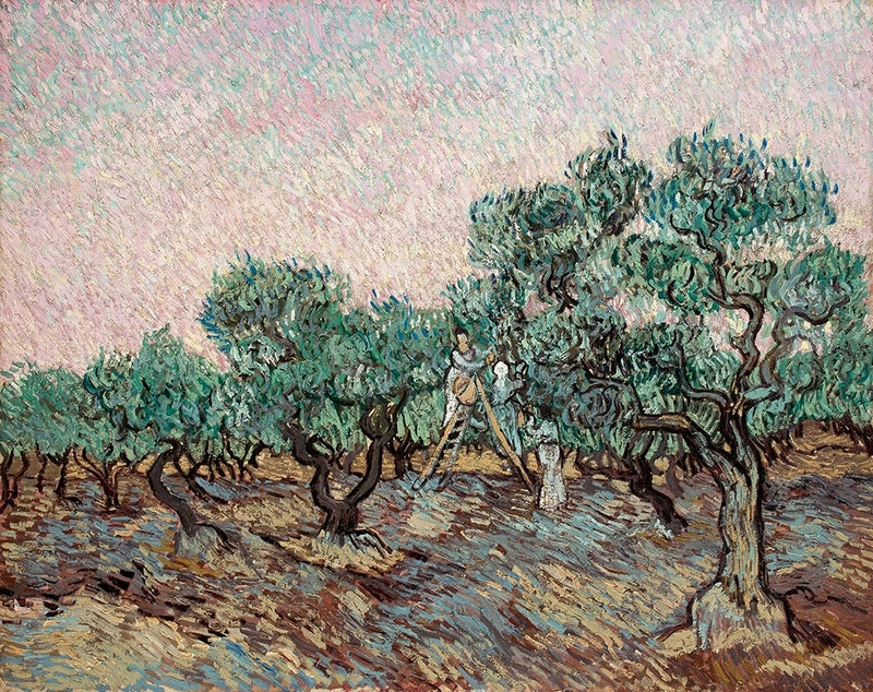 Zbiór oliwek - Vincent van Gogh