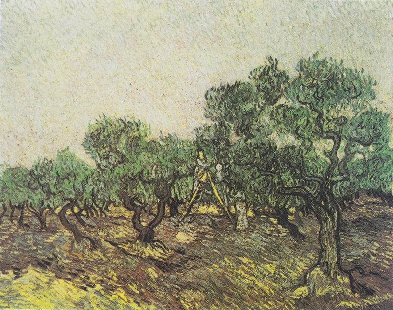 Zbiór oliwek - Vincent van Gogh