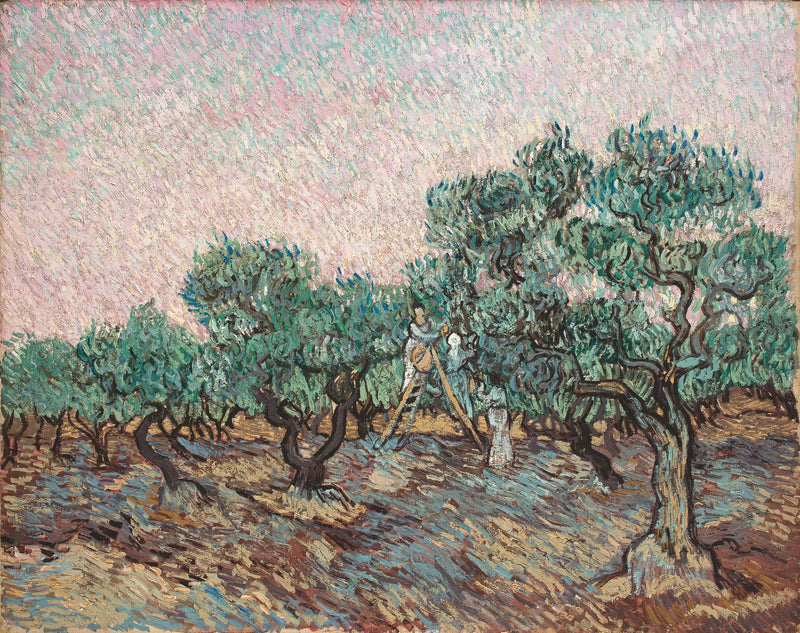 Zbieranie oliwek - Vincent van Gogh