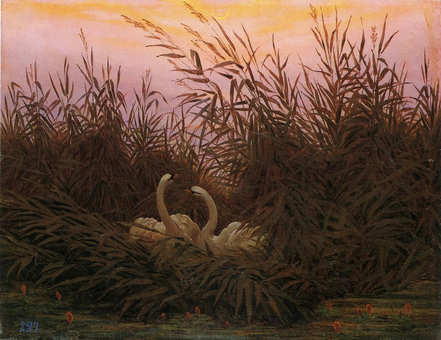 Łabędzie w trzcinach o poranku - Caspar David Friedrich