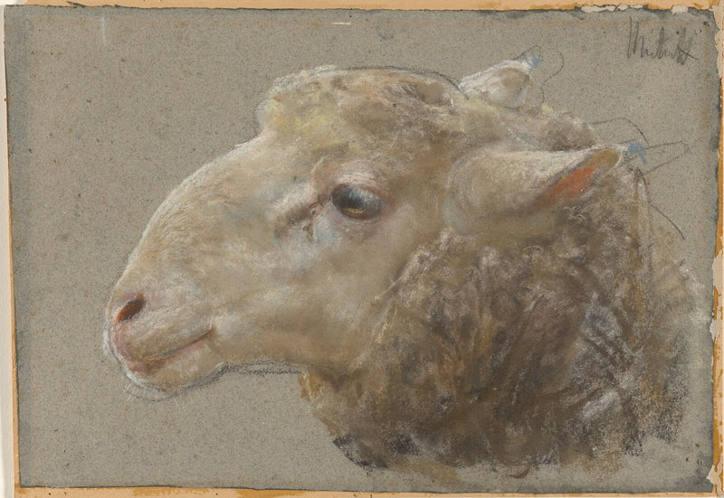 Head of a Sheep - Francesco Paolo Michetti