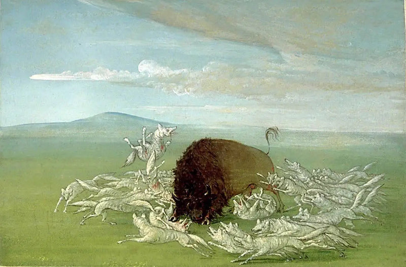 Białe wilki atakują samca bizona - George Catlin