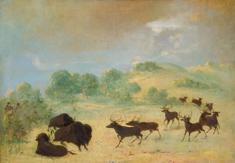 Elen i bizon poznający się, Teksas - George Catlin