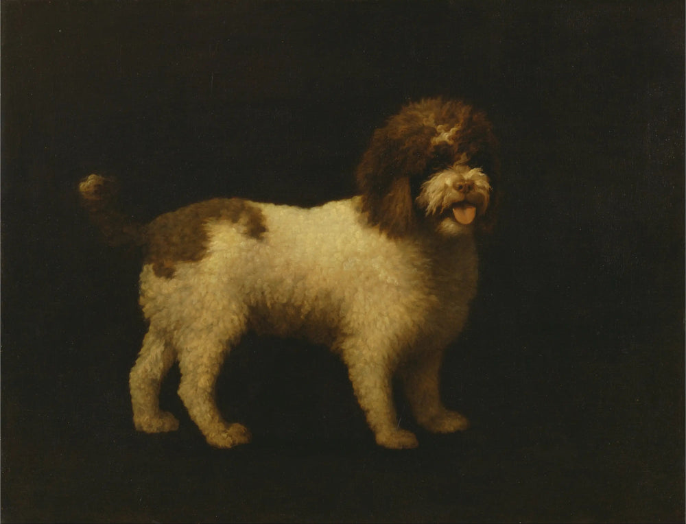Épagneul d’eau - George Stubbs - Alpha Reproduction
