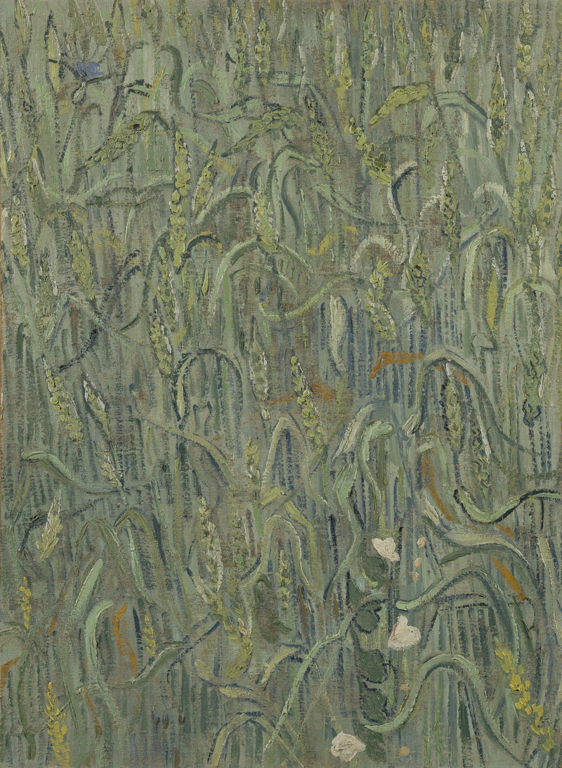 Kłosy pszenicy - Vincent van Gogh