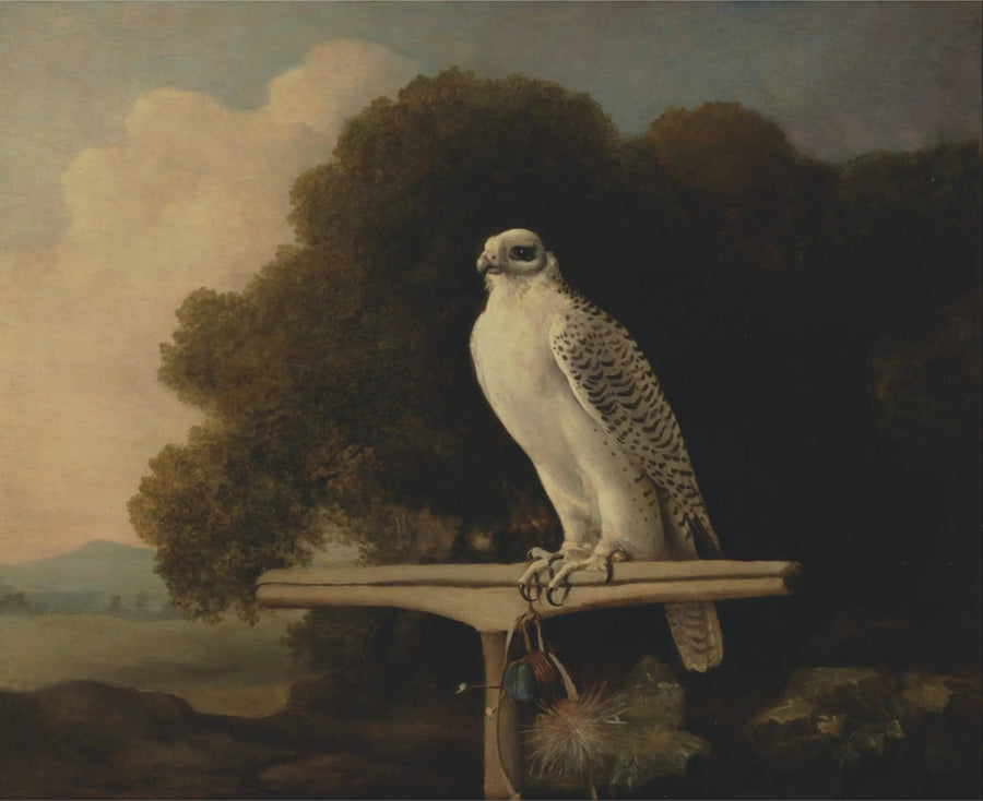 Sokół Grenlandii - George Stubbs