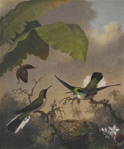 Fée aux oreilles noires - Martin Johnson Heade - Alpha Reproduction