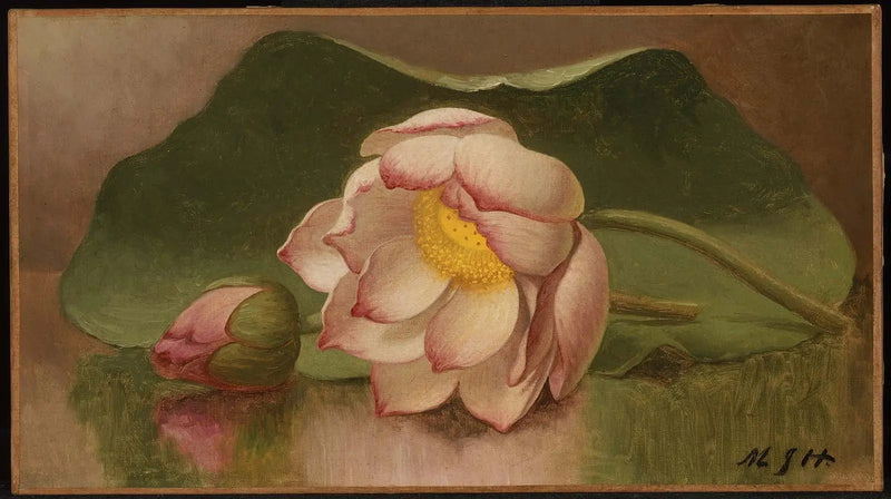 Lilia lotosu - Martin Johnson Heade