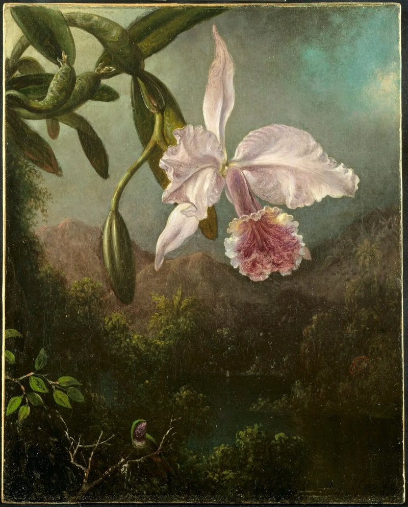 Kwiaty orchidei - Martin Johnson Heade