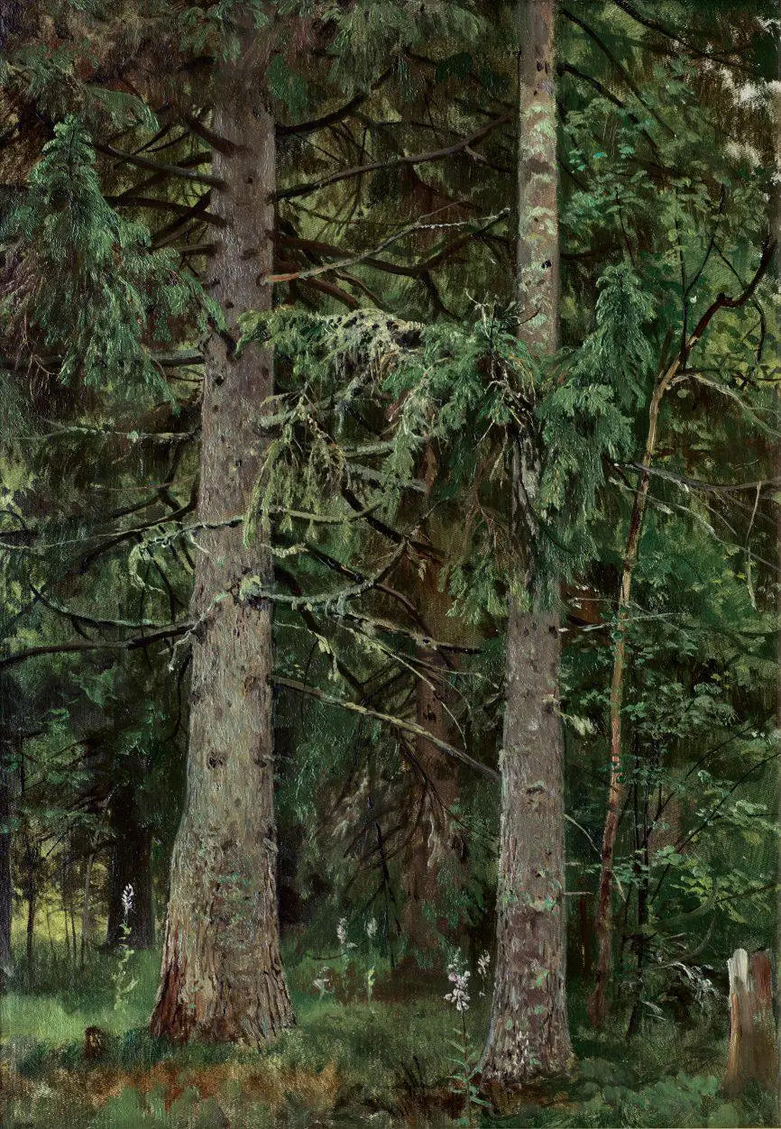 Las świerkowy - Ivan Chichkine