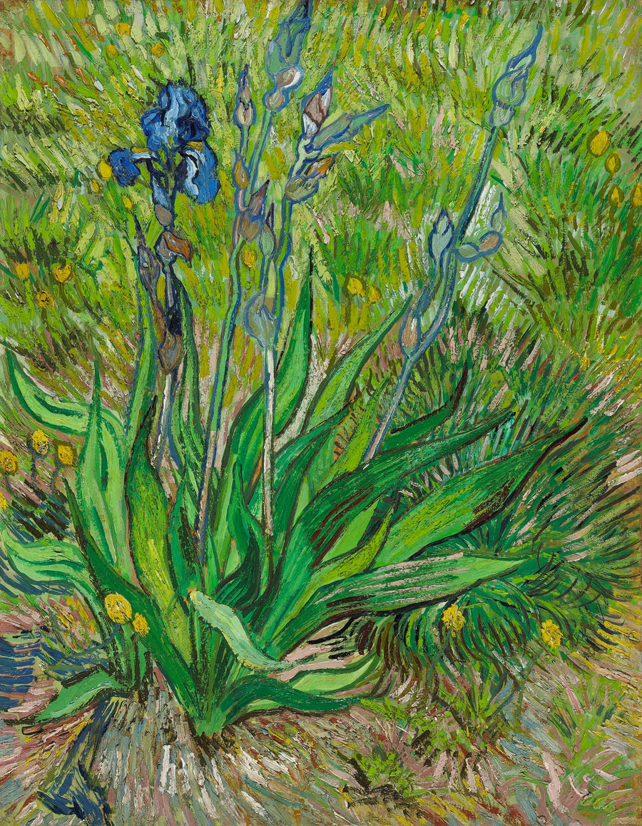 Irys - Vincent van Gogh
