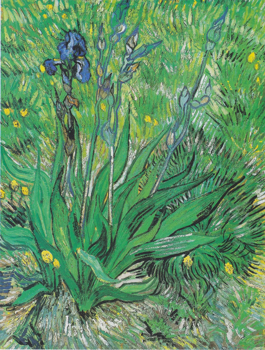 Irys - Vincent van Gogh