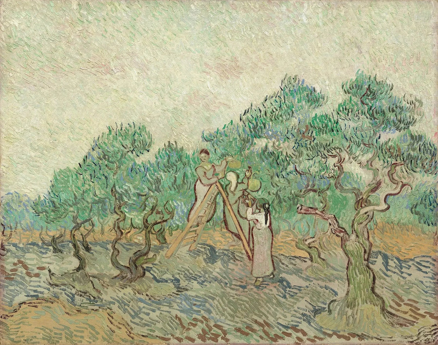 Zbieranie oliwek - Vincent van Gogh