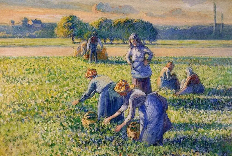 Zbieranie grochu - Camille Pissarro