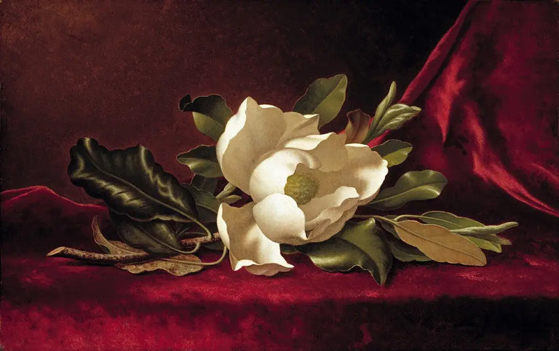 Kwiat magnolii - Martin Johnson Heade