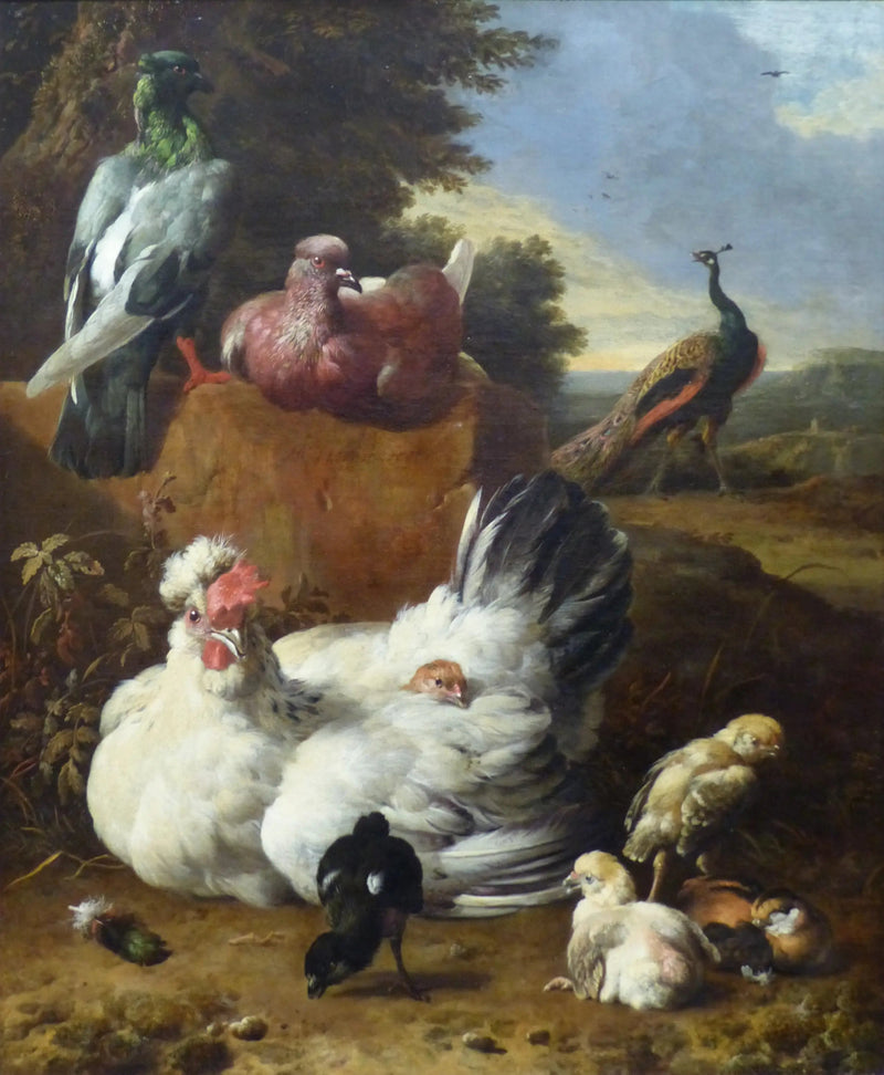 Biała kura - Melchior de Hondecoeter