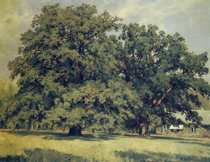 Dąb Mordvinovo - Iwan Chichkin