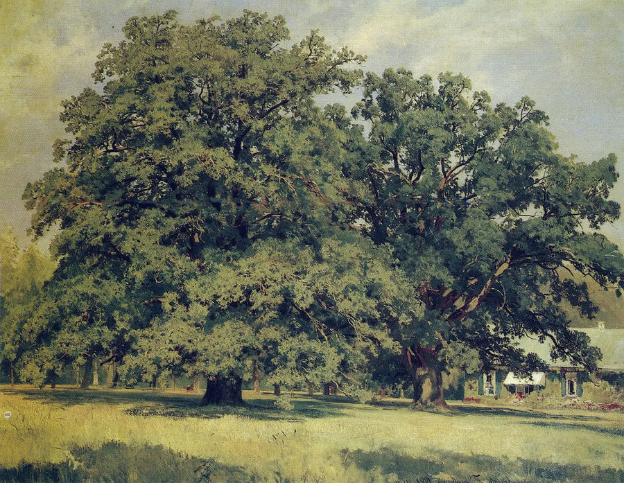 Dąb Mordvinovo - Iwan Chichkin