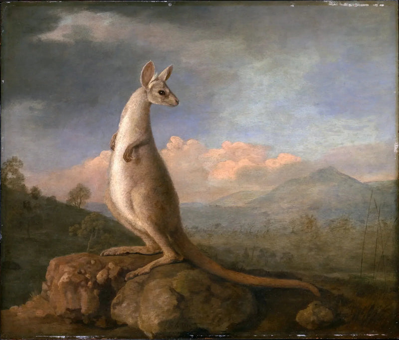 Kongouro z New Holland - George Stubbs