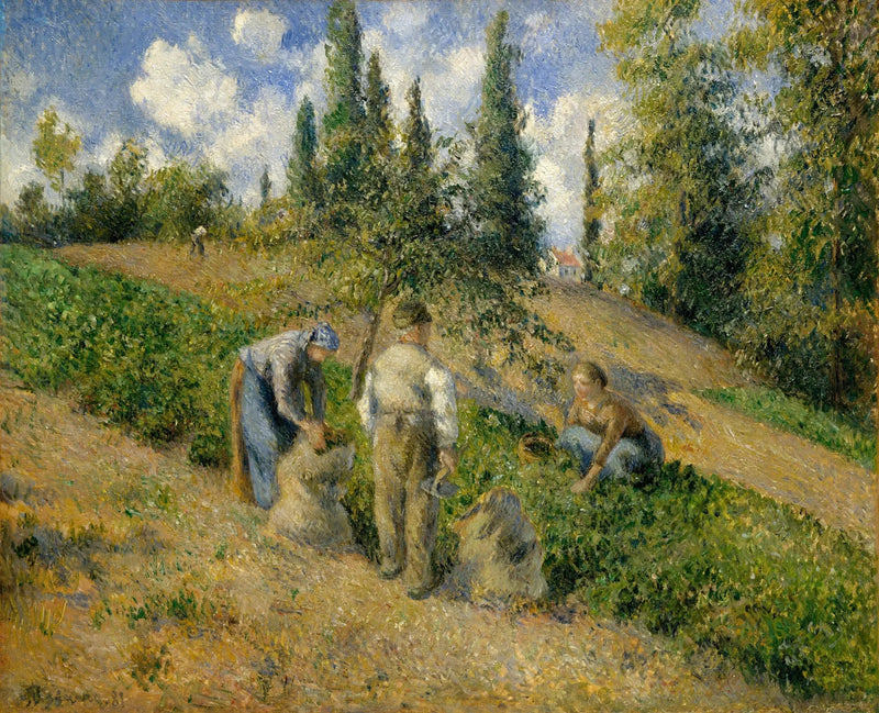 Żniwa, Pontoise - Camille Pissarro